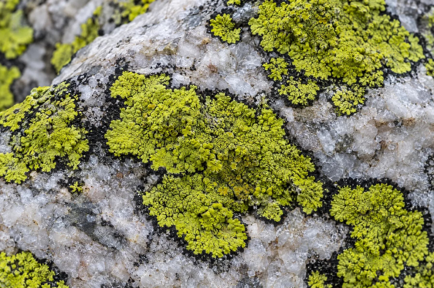 Yellow-green lichen growing on a pale grey boulder.
